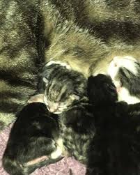 Maybe you would like to learn more about one of these? Kindness Pet Hospital Home Facebook