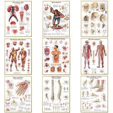 Check spelling or type a new query. Human Anatomy Muscles System Canvas Art Paintings Poster And Print Body Map Wall Art Picture For Science Medicine Room Decor Hot Promo Aadf Goteborgsaventyrscenter
