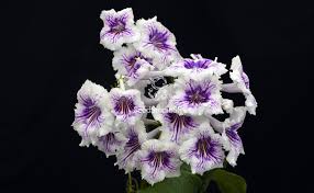 Image result for Streptocarpus eylesii