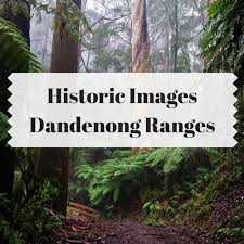 Dandenong Ranges National Park Bushwalking Trails Accommodation National Parks Places To Travel Places To Visit
