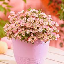 Cutie pie_ rose is a member of vimeo, the home for high quality videos and the people who love them. Buy Rose Cutie Pie Rosa Cutie Pie Rop007 Pbr Delivery By Waitrose Garden