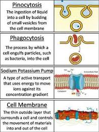 Passive And Active Cell Transport Word Wall Cards Biology Lessons Teaching Biology Study Biology