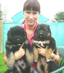 ayer splush coated german shepherds puppies
