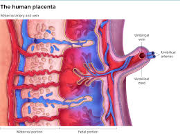 Break On Through How Some Viruses Infect The Placenta