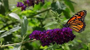 Maybe you would like to learn more about one of these? What To Do With Winter Damaged Shrubs