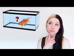 How To Set Up A Goldfish Tank Goldfish Tank Fishing Tank Goldfish
