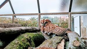 Never send a payment or deposit online before viewing the pet to visit birdtrader today and browse our owls for sale. How Much Does A Pet Owl Cost Tischman Pets