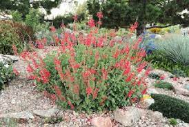 Burning Bush Salvia Darcyi Introduction Through Plant Select In 2007 As Vermillion Bluffs The Clone Introduced Thro Plants Salvia Australian Native Plants