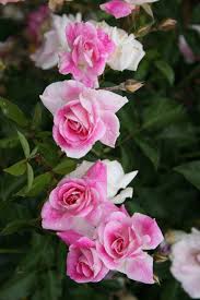 Rose bushes, shrub roses, tree roses and rose tools and care products available online at edmunds' roses. Tree Rose Archives Otto Sons Nursery