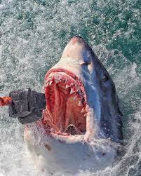 Shark On Instagram Shark Facts A Great White Shark May Have Up To 3 000 Teeth At Any One Time With Five Rows White Sharks Great White Shark Shark Facts