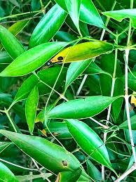 Image result for Coptosperma supra-axillare