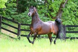 نتائج بطولة مارينا دي بيتراسانتا لجمال الخيل العربية بإيطاليا horses arabian horse animals