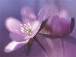 Our florists at conroy's flowers long beach in long beach, ca, are here to help celebrate pet parenting in a beautiful way. Wedding Flowers