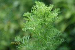 Image result for Silene abyssinica