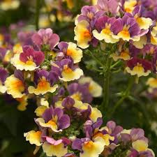 Image result for Nemesia fruticans