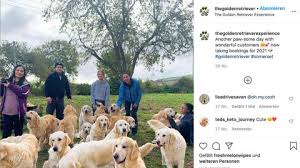We help homeless and displaced goldens from tennessee, sw virginia, se kentucky, ne alabama relocate to permanent loving homes all over the country. Kleiner Golden Retriever Hat Nur Ein Ohr Und Das Mitten Auf Dem Kopf Stern De