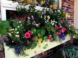 Window box flowers part shade. Containers For Shade Carolyn S Shade Gardens