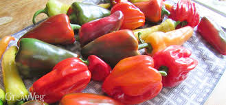 Image result for Capsicum