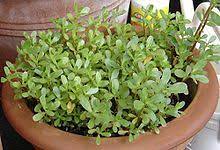 Cholesterol is a lipid essential for producing hormones and takes two forms: Portulaca Oleracea Wikipedia