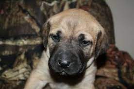 Black Mouth Cur Pups Sudbury Dogs Puppies For Sale Kijiji Sudbury Canada Pet Dogs Puppies Puppies For Sale Pet Dogs