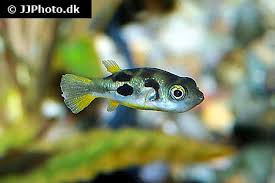 The long island aquarium puffer fish exhibit. Dwarf Puffer Fish Care Size Lifespan Tankmates Breeding