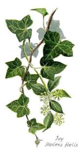 Information and translations of liere in the most comprehensive dictionary definitions resource on the web. 7 Meilleures Idees Sur Liere Liere Feuille De Lierre Dessin Feuille