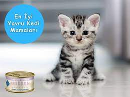 yavru kedi mamalari tavsiye ve yorumlar vetbilgi