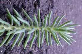 Image result for Sedum ruwenzoriense