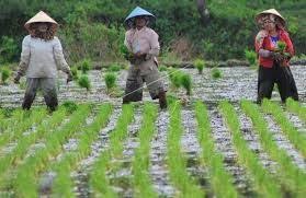 Jangan lupa simak juga postingan terbaru dari admin 90 gambar sketsa tanaman padi terkeren. Hasil Gambar Untuk Gambar Petani Menanam Padi Di Sawah Petani Menanam Gambar