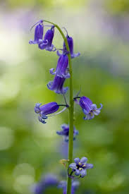 I Used To Call Them Fairy Bells Bellgardens Blue Bell Flowers Bluebells Amazing Flowers