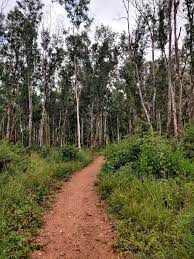 Explore Avalahalli Forest – Hiking, Bird Watching & Cycling