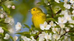 Flowers and birds beautiful wallpapers flower wallpaper. The Bird Flowers Hd Desktop Wallpaper Widescreen High Definition Fullscreen