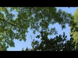elis regina aguas de marco youtube coffee music nature music