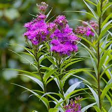 Image result for Vernonia lycioides