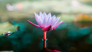 Maybe you would like to learn more about one of these? Hd Wallpapers For Theme Lotus Hd Wallpapers Backgrounds
