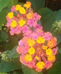 Pretty Flowers Lantana Plants