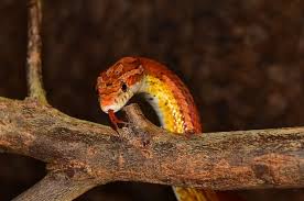 Arti mimpi ular yang satu ini adalah bahwa anda akan mendapatkan keberuntungan yang besar. Jarang Yang Tahu Ternyata Ini Arti Mimpi Melihat Ular Merah Berkepala 2 Siap Siap Berbahagia Semua Halaman Suar