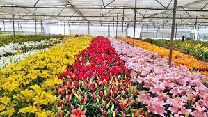 Floraldaily Global Flower News