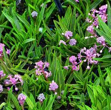 Image result for Ledebouria luteola