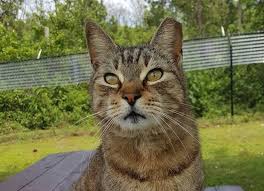 Ear notching or tipping is mostly done to feral cats involved in a trap, neuter, release (tnr) program. Palm Coast Finally Adopts Trap Neuter And Return Of Feral Cats