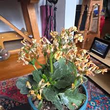 Image result for Kalanchoe latisepala