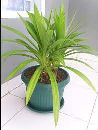 Informasi yang tersimpan di ensiklopedia (termasuk wikipedia) adalah contoh yang bagus dari pengetahuan eksplisit. Cara Menanam Daun Pandan Di Pot Daun Wangi Tebal Lebat