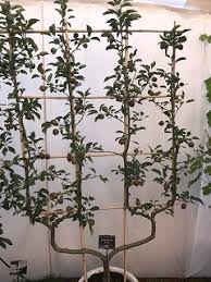 Cordon pear trees can also be grown with a post and wire support in the open where they can form a most attractive fruitful screen. Double U Cordon Fruit Trees For Sale From Blackmoor Nurseries