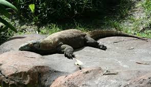 Philips avent dect baby monitor. Komodo Dragon Vs Monitor Lizard What S The Difference Daily Science Journal