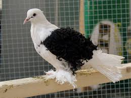 Columba Pedibus Plumosus Crispa Frillback O Paloma Rizada Julietvanree Aves Pajaros Pajaros Aves