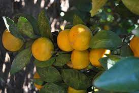 Since 1978, louisiana tree farm has supplied landscapers and wholesale nurseries throughout the country with b&b specimen trees. Clyde Holloway S Nursery Forest Hill Louisiana Fruit Trees