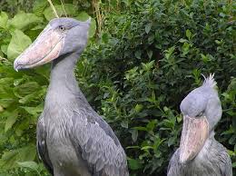 Big Bird With Large Beak Beautiful Largest Birds In The World Beautiful Largest Birds Largest Birds Big Birds Beautiful Birds Strong Birds A Shoebill Bird Shoebill Stork Shoebill