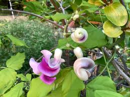 Image result for Cochliasanthus caracalla