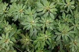 Image result for Trigonella