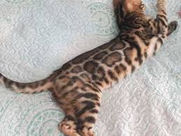 You are most welcome to email us. Bengal Kittens Gccf Tica Registered Letchworth Garden City Hertfordshire Pets4homes